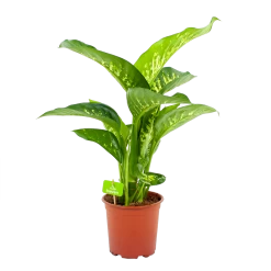 Dieffenbachia Seguine Tropic Snow - P19 H70 - Kamerplant