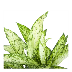 Dieffenbachia Vesuvius - P27 H70 - Kamerplant -Tuin & Buiten Korting Winkel dieffenbachia vesuvius p27 h70 6