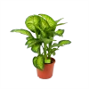 Dieffenbacia Seguine Lemon Tropic - P35 H120 - Kamerplant -Tuin & Buiten Korting Winkel dieffenbacia seguine lemon tropic p35 h120 1