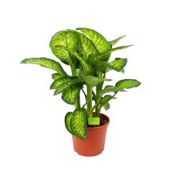 Dieffenbacia Seguine Lemon Tropic - P35 H120 - Kamerplant