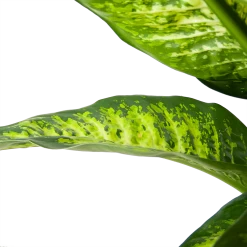 Dieffenbacia Seguine Lemon Tropic - P35 H120 - Kamerplant -Tuin & Buiten Korting Winkel dieffenbacia seguine lemon tropic p35 h120 6