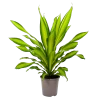 Dracaena Charley - Drakenbloedboom - P24 H95 - Kamerplant -Tuin & Buiten Korting Winkel dracaena charley drakenbloedboom p24 h95 1