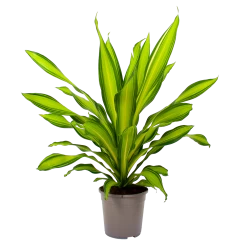 Dracaena Charley - Drakenbloedboom - P24 H95 - Kamerplant