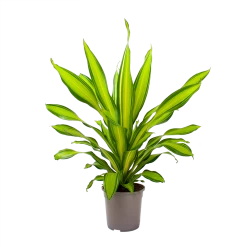 Dracaena Charley - Drakenbloedboom - P24 H95 - Kamerplant -Tuin & Buiten Korting Winkel dracaena charley drakenbloedboom p24 h95 3