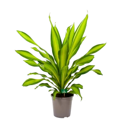 Dracaena Charley - Drakenbloedboom - P24 H95 - Kamerplant -Tuin & Buiten Korting Winkel dracaena charley drakenbloedboom p24 h95 4