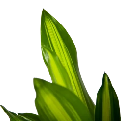 Dracaena Cintho - Op Stam - Drakenbloedboom - P21 H100 - Kamerplant -Tuin & Buiten Korting Winkel dracaena cintho op stam drakenbloedboom p21 h100 6 1