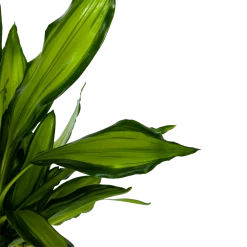 Dracaena Cintho - Op Stam - Drakenbloedboom - P24 H150 - Kamerplant -Tuin & Buiten Korting Winkel dracaena cintho op stam drakenbloedboom p24 h150 6 1