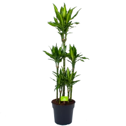 Dracaena Cintho - Op Stam - Drakenbloedboom - P31 H150 - Kamerplant