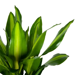 Dracaena Cintho - Op Stam - Drakenbloedboom - P31 H150 - Kamerplant -Tuin & Buiten Korting Winkel dracaena cintho op stam drakenbloedboom p31 h150 6 1