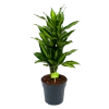 Dracaena Cintho - Vertakt - Drakenbloedboom - P21 H70 - Kamerplant