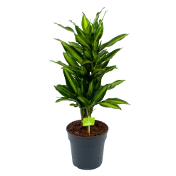 Dracaena Cintho - Vertakt - Drakenbloedboom - P21 H70 - Kamerplant