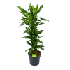 Dracaena Cintho - Vertakt - Drakenbloedboom - P27 H120 - Kamerplant -Tuin & Buiten Korting Winkel dracaena cintho vertakt drakenbloedboom p27 h120 1 3