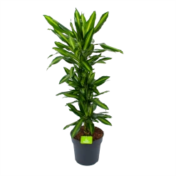 Dracaena Cintho - Vertakt - Drakenbloedboom - P27 H120 - Kamerplant