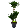 Dracaena Compacta - Op Stam - Drakenbloedboom - P21 H100 - Kamerplant -Tuin & Buiten Korting Winkel dracaena compacta op stam drakenbloedboom p21 h100 1