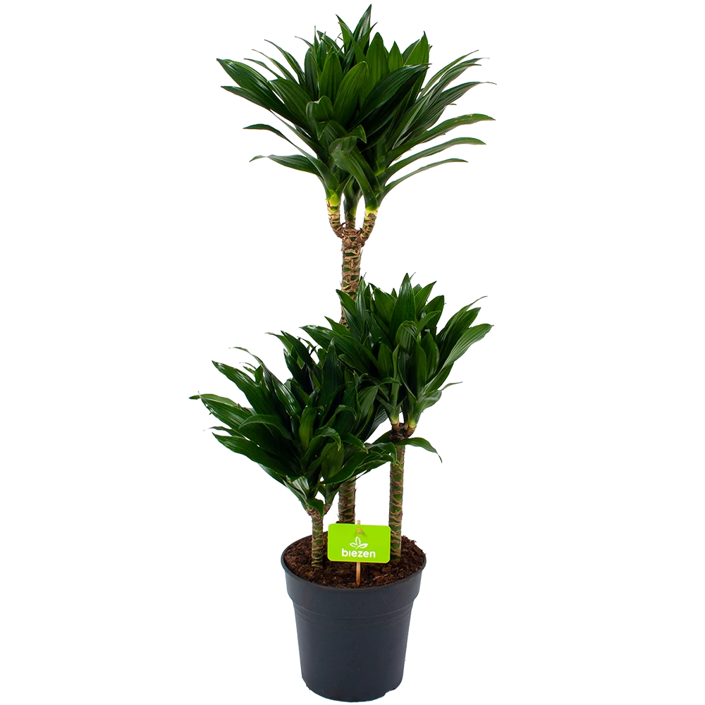 Dracaena Compacta - Op Stam - Drakenbloedboom - P21 H100 - Kamerplant 3 Dracaena Compacta - Op Stam - Drakenbloedboom - P21 H100 - Kamerplant