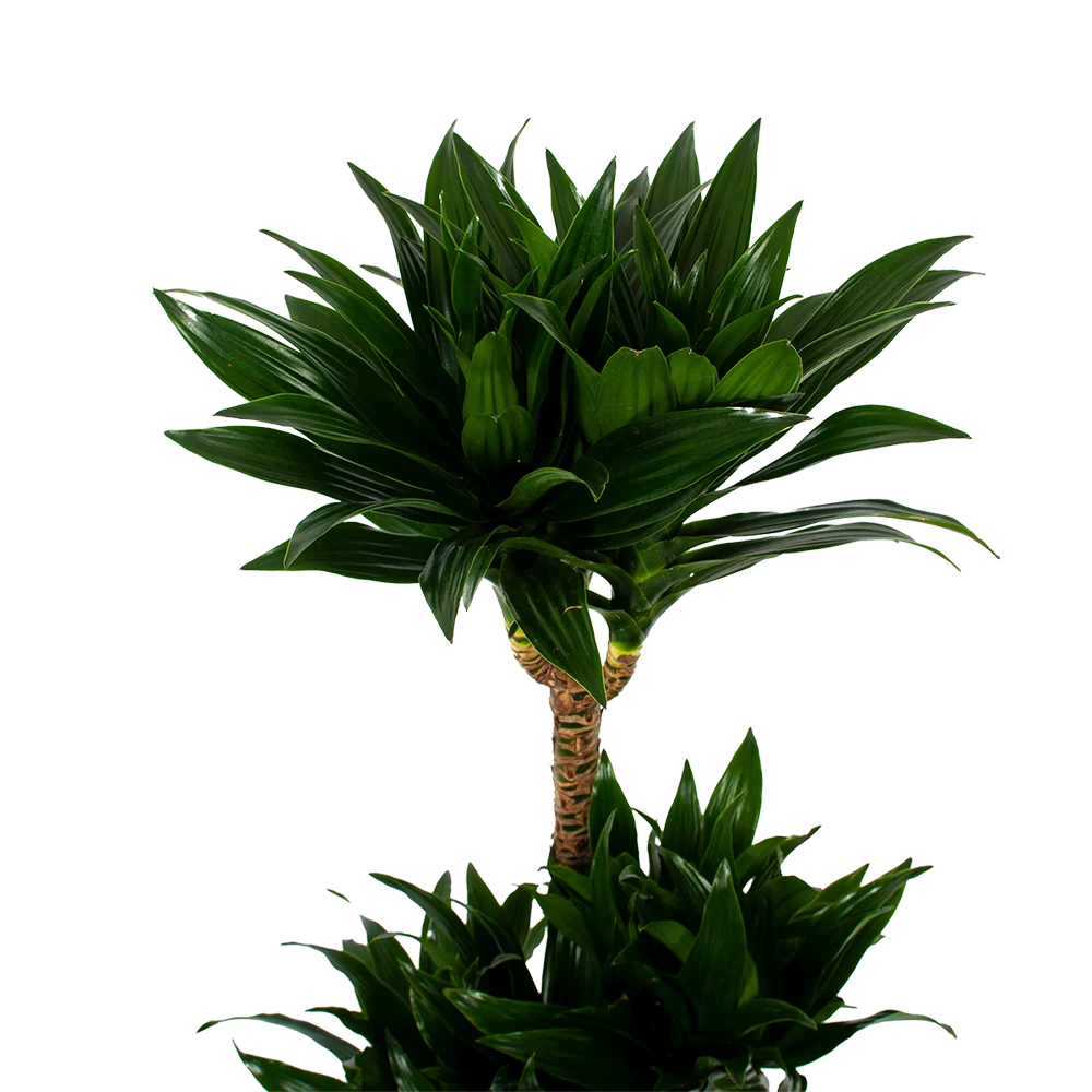 Dracaena Compacta - Op Stam - Drakenbloedboom - P21 H100 - Kamerplant 4 Dracaena Compacta - Op Stam - Drakenbloedboom - P21 H100 - Kamerplant - Afbeelding 2