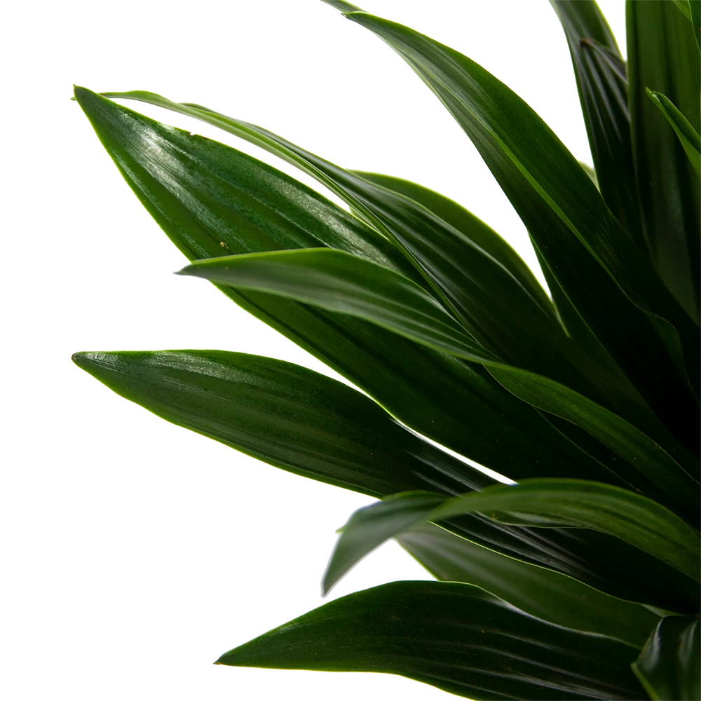 Dracaena Compacta - Op Stam - Drakenbloedboom - P21 H100 - Kamerplant 5 Dracaena Compacta - Op Stam - Drakenbloedboom - P21 H100 - Kamerplant - Afbeelding 3