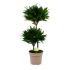 Dracaena Compacta - Op Stam - Drakenbloedboom - P21 H80 - Kamerplant -Tuin & Buiten Korting Winkel dracaena compacta op stam drakenbloedboom p21 h80 1 2