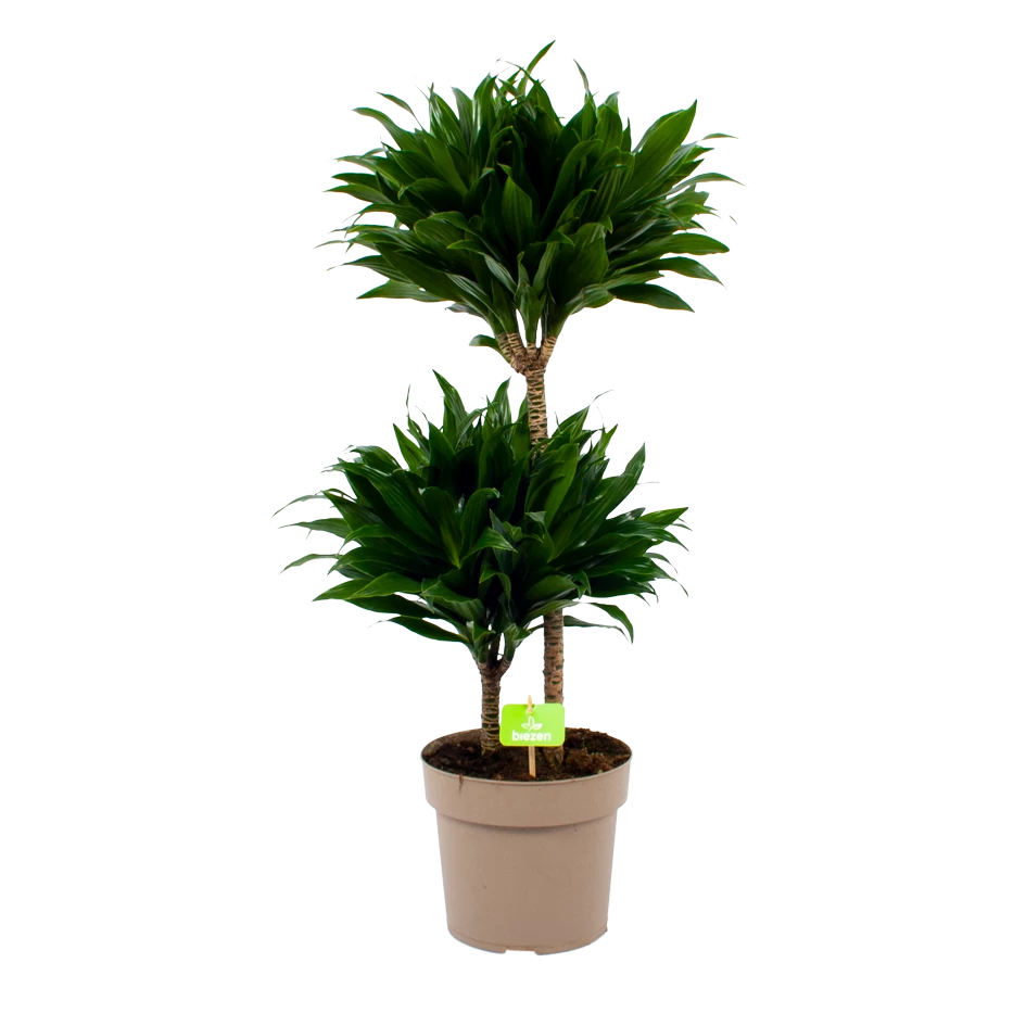 Dracaena Compacta - Op Stam - Drakenbloedboom - P21 H80 - Kamerplant 3 Dracaena Compacta - Op Stam - Drakenbloedboom - P21 H80 - Kamerplant