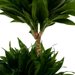 Dracaena Compacta - Op Stam - Drakenbloedboom - P21 H80 - Kamerplant 7 Dracaena Compacta - Op Stam - Drakenbloedboom - P21 H80 - Kamerplant -Tuin & Buiten Korting Winkel dracaena compacta op stam drakenbloedboom p21 h80 5 2