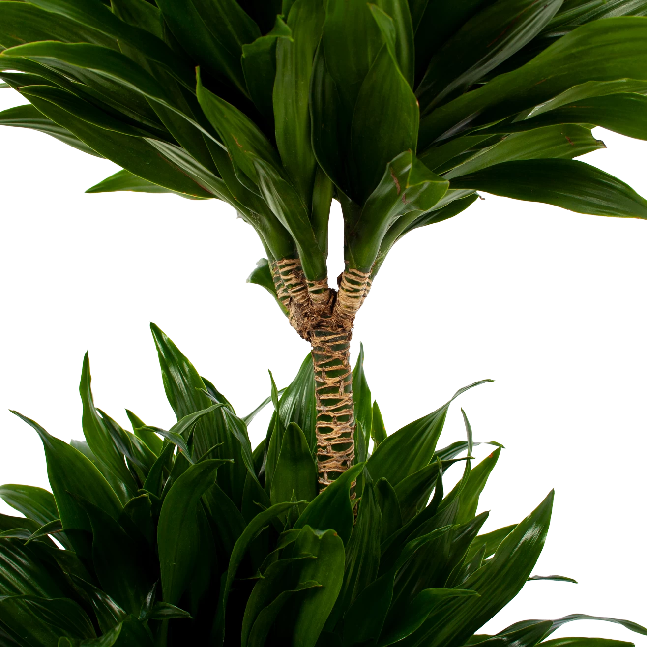 Dracaena Compacta - Op Stam - Drakenbloedboom - P21 H80 - Kamerplant 4 Dracaena Compacta - Op Stam - Drakenbloedboom - P21 H80 - Kamerplant - Afbeelding 2