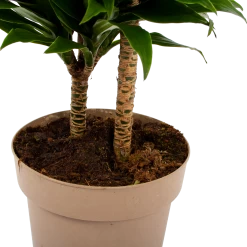 Dracaena Compacta - Op Stam - Drakenbloedboom - P21 H80 - Kamerplant 8 Dracaena Compacta - Op Stam - Drakenbloedboom - P21 H80 - Kamerplant -Tuin & Buiten Korting Winkel dracaena compacta op stam drakenbloedboom p21 h80 6 2