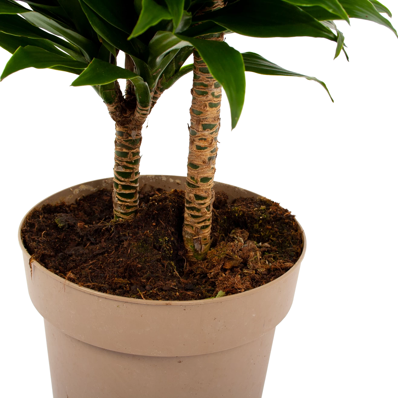 Dracaena Compacta - Op Stam - Drakenbloedboom - P21 H80 - Kamerplant 5 Dracaena Compacta - Op Stam - Drakenbloedboom - P21 H80 - Kamerplant - Afbeelding 3