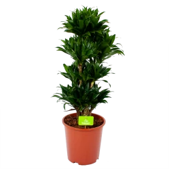 Dracaena Compacta - Vertakt - Drakenbloedboom - P27 H100 - Kamerplant