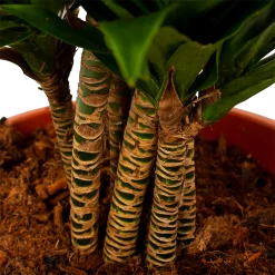 Dracaena Compacta - Vertakt - Drakenbloedboom - P27 H100 - Kamerplant -Tuin & Buiten Korting Winkel dracaena compacta vertakt drakenbloedboom p27 h100 6 1