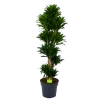 Dracaena Compacta - Vertakt - Drakenbloedboom - P34 H170 - Kamerplant 2 Dracaena Compacta - Vertakt - Drakenbloedboom - P34 H170 - Kamerplant -Tuin & Buiten Korting Winkel dracaena compacta vertakt drakenbloedboom p34 h170 1 1