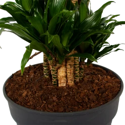 Dracaena Compacta - Vertakt - Drakenbloedboom - P34 H170 - Kamerplant -Tuin & Buiten Korting Winkel dracaena compacta vertakt drakenbloedboom p34 h170 6 1
