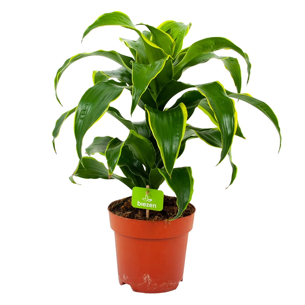 Dracaena Dorado - Drakenbloedboom - P17 H55 - Kamerplant 3 Dracaena Dorado - Drakenbloedboom - P17 H55 - Kamerplant