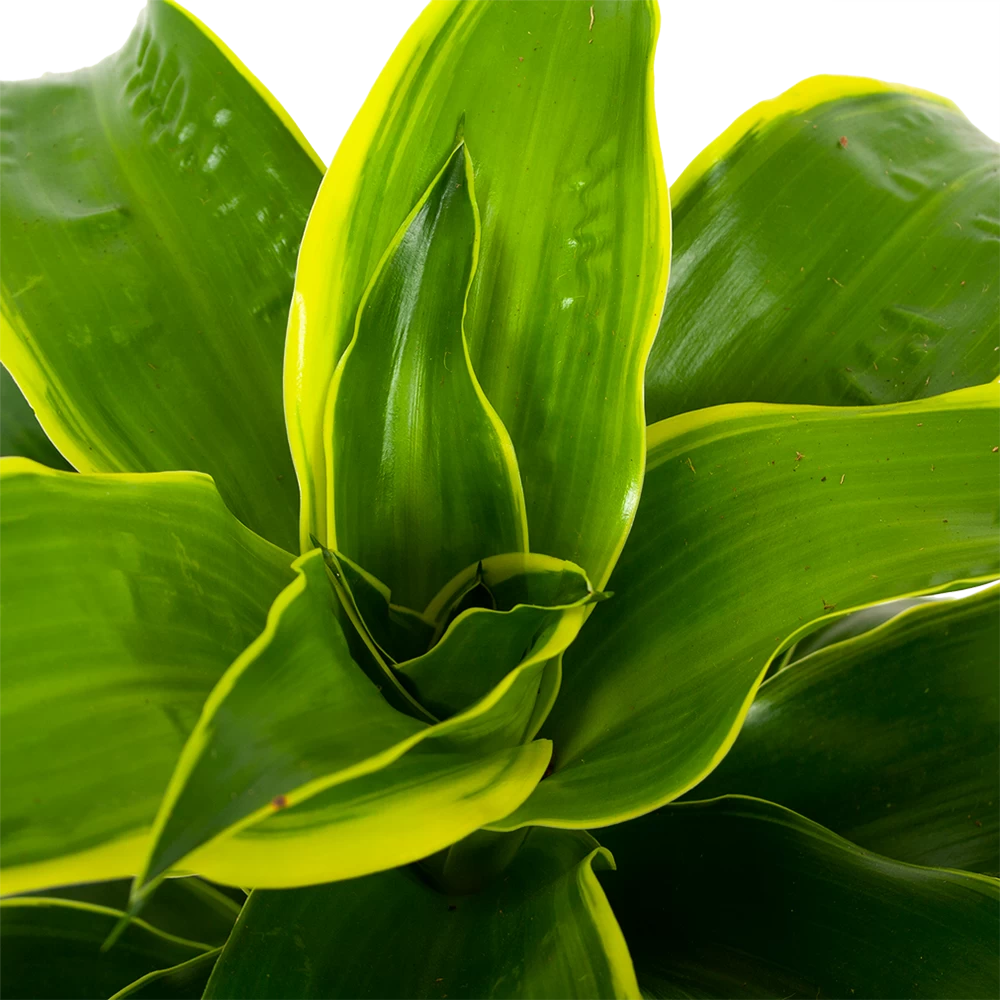 Dracaena Dorado - Drakenbloedboom - P17 H55 - Kamerplant 4 Dracaena Dorado - Drakenbloedboom - P17 H55 - Kamerplant - Afbeelding 2