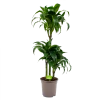Dracaena Dorado - Op Stam - Drakenbloedboom - P21 H100 - Kamerplant -Tuin & Buiten Korting Winkel dracaena dorado drakenbloedboom p21 h100 4
