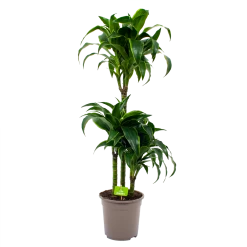 Dracaena Dorado - Op Stam - Drakenbloedboom - P21 H100 - Kamerplant