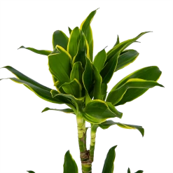 Dracaena Golden Coast - Op Stam - Drakenbloedboom - P19 H90 - Kamerplant -Tuin & Buiten Korting Winkel dracaena golden coast op stam drakenbloedboom p19 h90 kamerplant 4