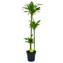 Dracaena Golden Coast - Op Stam - Drakenbloedboom - P24 H150 - Kamerplant