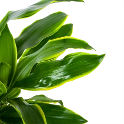 Dracaena Golden Coast - Op Stam - Drakenbloedboom - P27 H150 - Kamerplant -Tuin & Buiten Korting Winkel dracaena golden coast op stam drakenbloedboom p27 h150 6