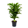 Dracaena Golden Coast - Vertakt - Drakenbloedboom - P21 H80 - Kamerplant -Tuin & Buiten Korting Winkel dracaena golden coastdrakenbloedboom p21 h80 4