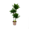 Dracaena Green Jewel - Op Stam - Drakenbloedboom - P28 H140 - Kamerplant -Tuin & Buiten Korting Winkel dracaena green jewel op stam drakenbloedboom p28 h140 1