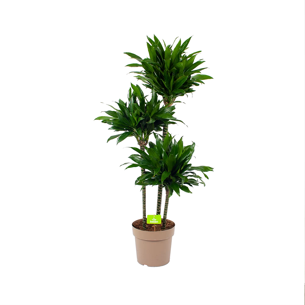 Dracaena Green Jewel - Op Stam - Drakenbloedboom - P28 H140 - Kamerplant 3 Dracaena Green Jewel - Op Stam - Drakenbloedboom - P28 H140 - Kamerplant