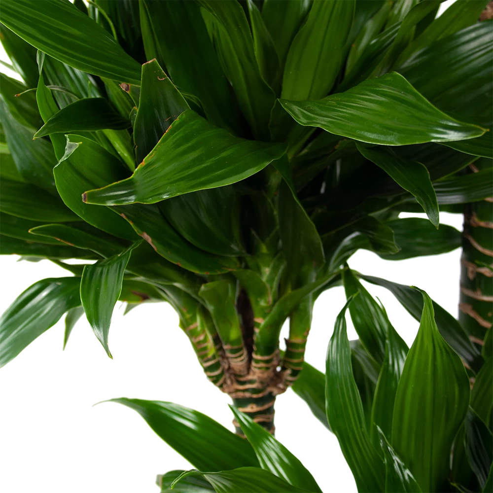 Dracaena Green Jewel - Op Stam - Drakenbloedboom - P28 H140 - Kamerplant 4 Dracaena Green Jewel - Op Stam - Drakenbloedboom - P28 H140 - Kamerplant - Afbeelding 2