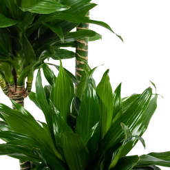 Dracaena Green Jewel - Op Stam - Drakenbloedboom - P28 H140 - Kamerplant 8 Dracaena Green Jewel - Op Stam - Drakenbloedboom - P28 H140 - Kamerplant -Tuin & Buiten Korting Winkel dracaena green jewel op stam drakenbloedboom p28 h140 6