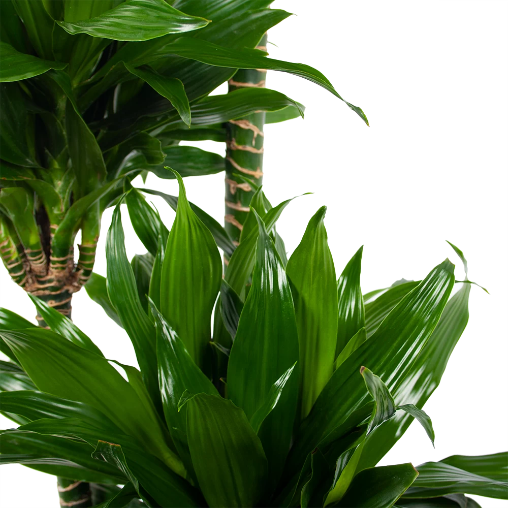 Dracaena Green Jewel - Op Stam - Drakenbloedboom - P28 H140 - Kamerplant 5 Dracaena Green Jewel - Op Stam - Drakenbloedboom - P28 H140 - Kamerplant - Afbeelding 3