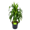 Dracaena Hawaiiana - Vertrakt - Drakenbloedboom - P21 H80 - Kamerplant -Tuin & Buiten Korting Winkel dracaena hawaiiana vertrakt drakenbloedboom p21 h80 1 3