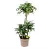 Dracaena Jade Jewel - Op Stam - Drakenbloedboom - P24 H100 - Kamerplant -Tuin & Buiten Korting Winkel dracaena jade jewel op stam drakenbloedboom p24 h100 1