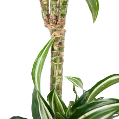 Dracaena Jade Jewel - Op Stam - Drakenbloedboom - P24 H100 - Kamerplant -Tuin & Buiten Korting Winkel dracaena jade jewel op stam drakenbloedboom p24 h100 6