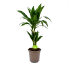 Dracaena Janet Craig - Op Stam - Drakenbloedboom - P17 H70 - Kamerplant -Tuin & Buiten Korting Winkel dracaena janet craig op stam drakenbloedboom p17 h70 1