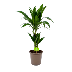 Dracaena Janet Craig - Op Stam - Drakenbloedboom - P17 H70 - Kamerplant