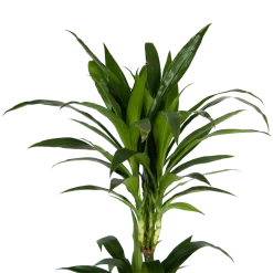 Dracaena Janet Craig - Op Stam - Drakenbloedboom - P24 H140 - Kamerplant -Tuin & Buiten Korting Winkel dracaena janet craig op stam drakenbloedboom p24 h140 kamerplant 4